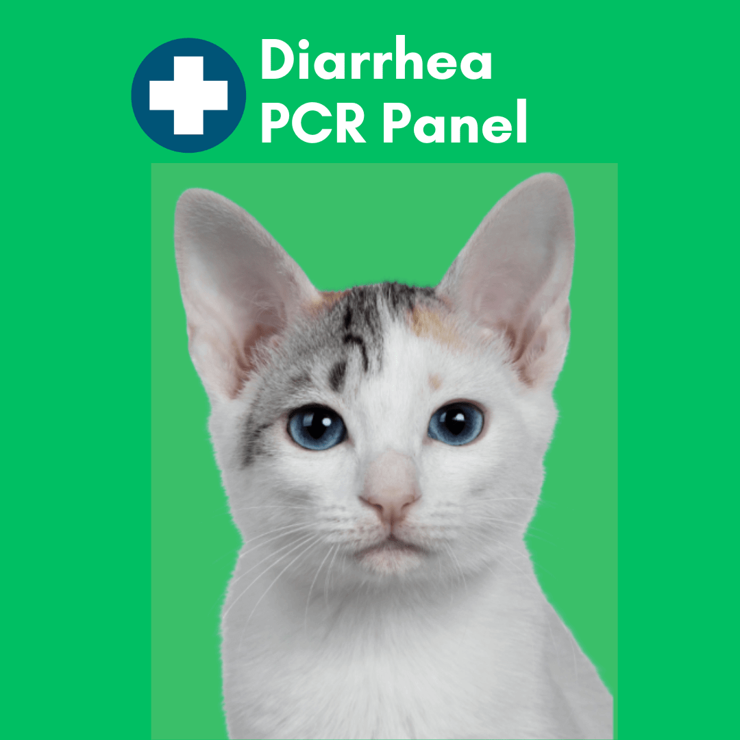 Kedi Labs cat diarrhea test kit for diagnosing gastrointestinal issues in cats
