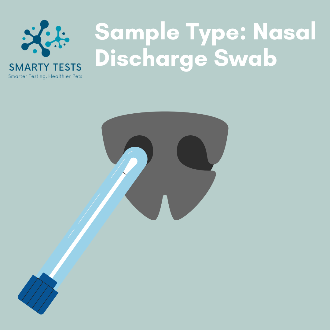 Smarty Tests 10 Minute Rapid Test for dog respiratory infection test using a nasal discharge swab