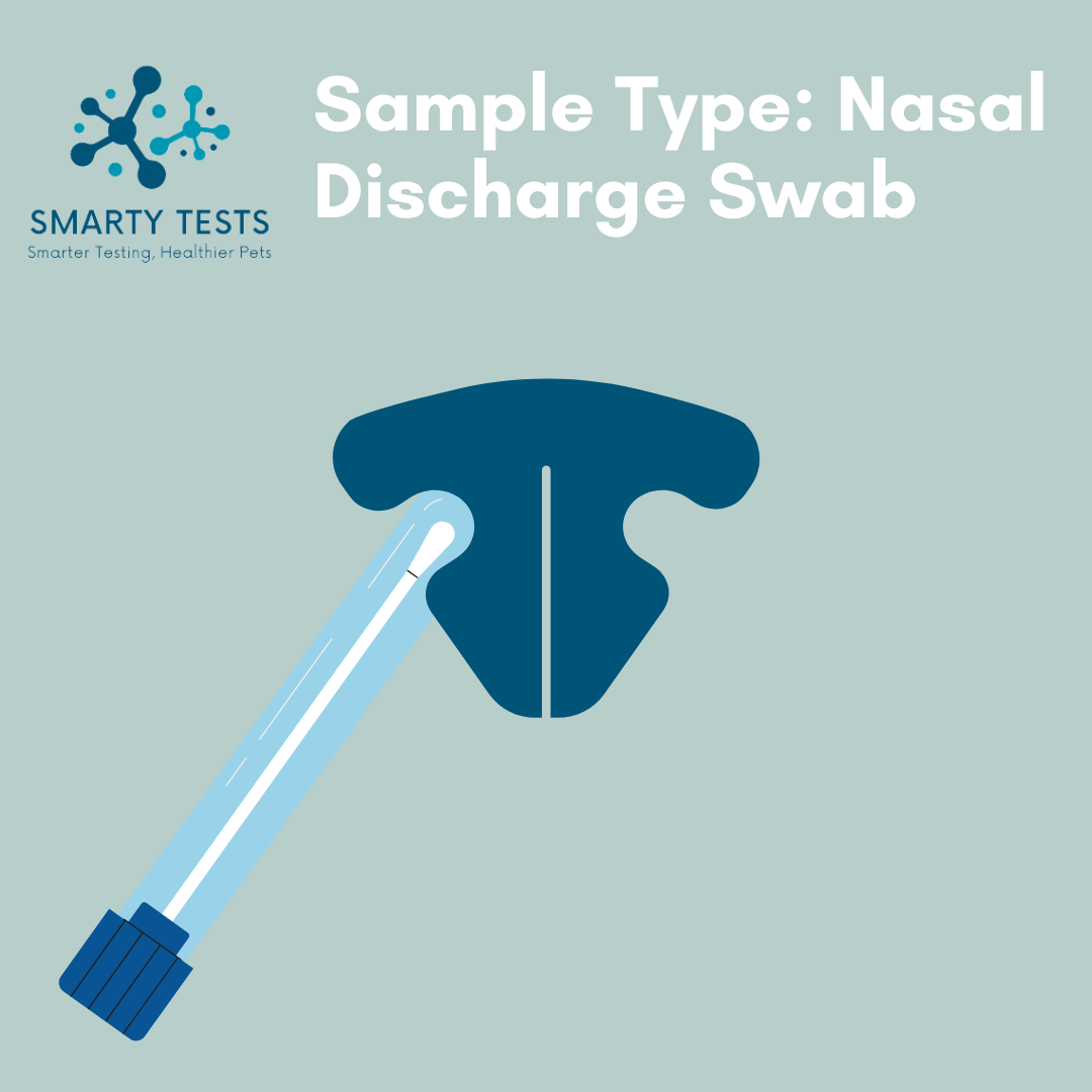 Nasal discharge swab for the feline herpes test kit by Smarty Tests for quick and accurate results