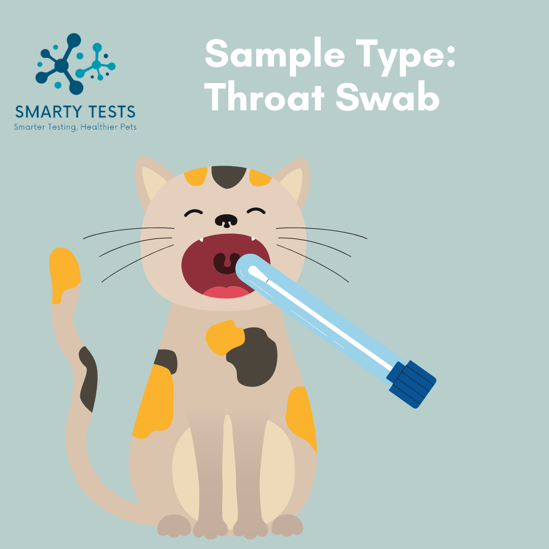 Illustration of a cat being tested with a throat swab for the feline herpes test kit