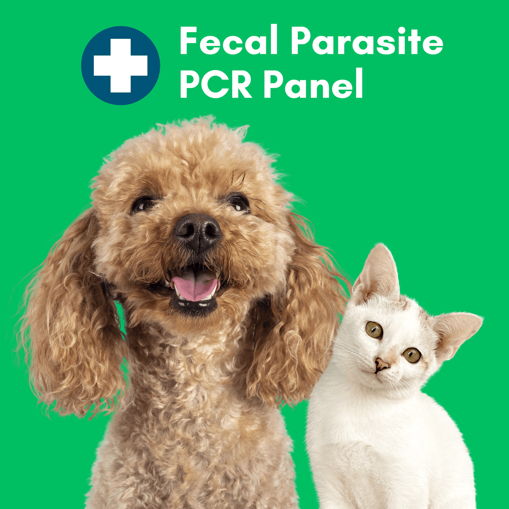 Kedi Labs at-home pet parasite test featuring a happy dog and a curious cat on a vibrant green background