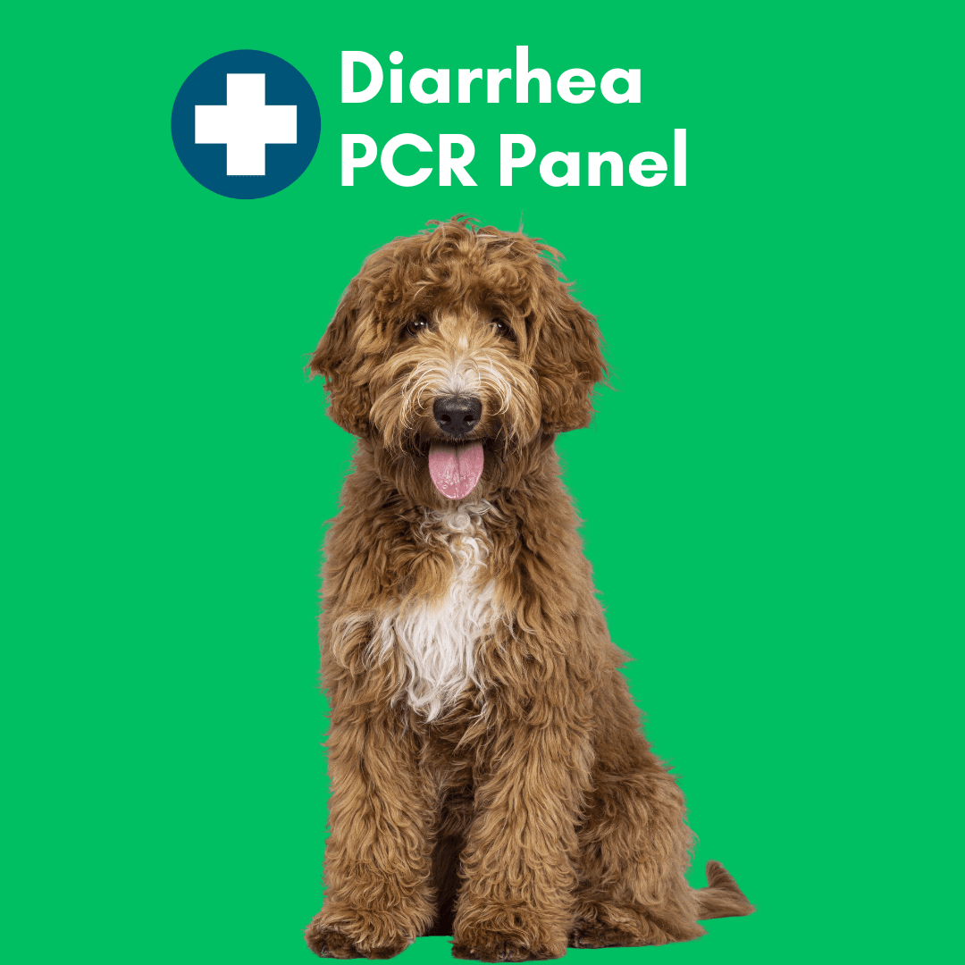 Kedi Labs dog diarrhea mail-in test featuring a playful brown dog on a bright green background