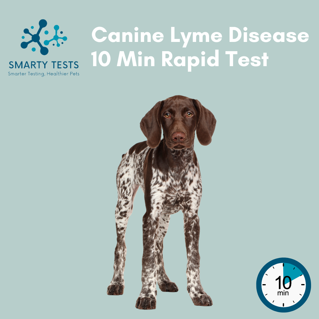 Canine Lyme disease rapid test for dogs by Smarty Tests, results in just 10 minutes